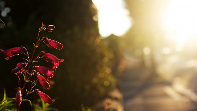 Flower tree road building light free wallpaper - medium preview image