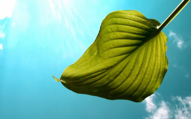 Green leaf twig blue sky free wallpaper - medium preview image