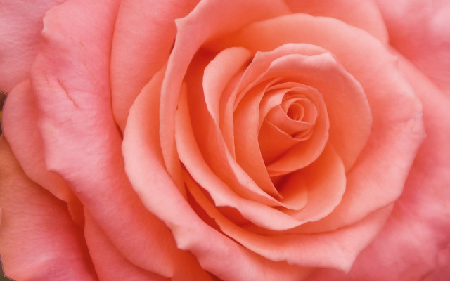 Pink rose green background macro #2 free wallpaper - medium preview image