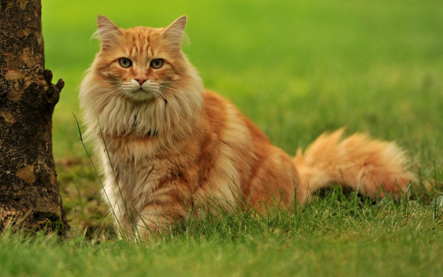 Cat tree grass nature blurry free wallpaper - medium preview image