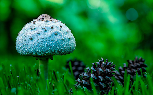 Blue mushroom green field pine free wallpaper - medium preview image