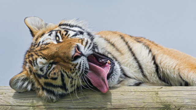 Tiger fence open mouth tongue free wallpaper - medium preview image