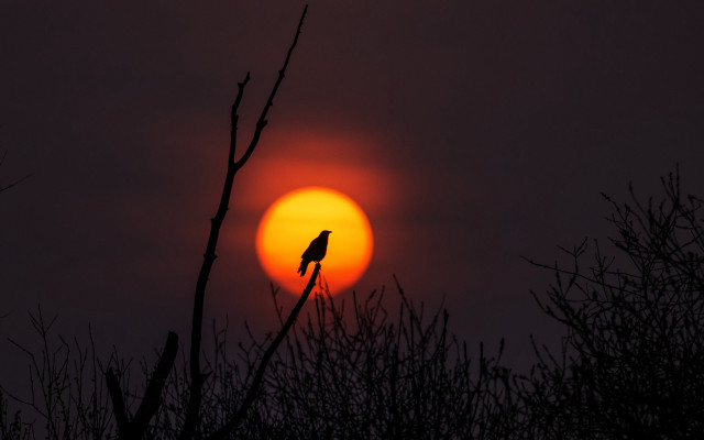 Bird sunset tree branch moon free wallpaper - medium preview image