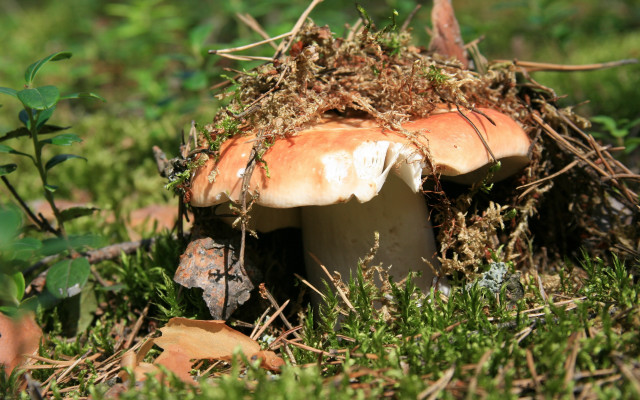 Mossy mushroom overgrown garden nature free wallpaper - medium preview image