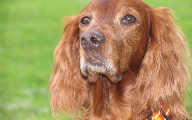 Dog collar portrait blurry background free wallpaper - medium preview image