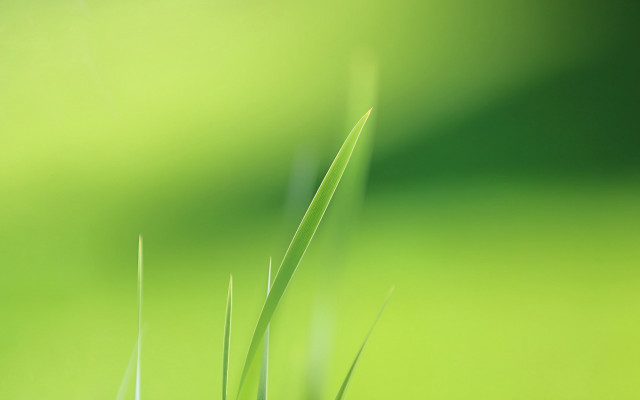 Green grass macro minimalism bird free wallpaper - medium preview image