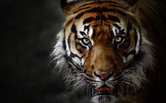 Tiger white stripe digital rendering free wallpaper - medium preview image