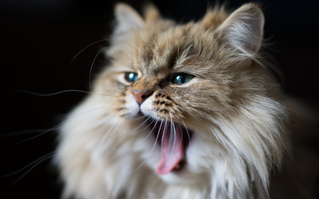 Cat open mouth tongue blue free wallpaper - medium preview image