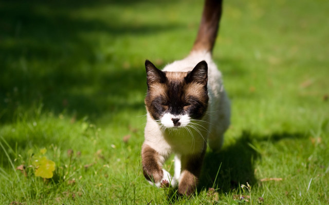Cat green field yarn blurry free wallpaper - medium preview image