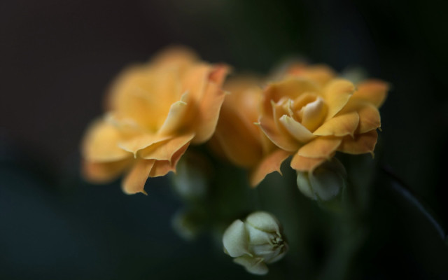 Yellow flower macro shallow depth #2 free wallpaper - medium preview image