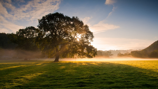 Tree sunshine fog lake mountain free wallpaper - medium preview image