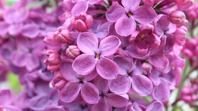 Purple flower closeup macro blurry #3 free wallpaper - medium preview image