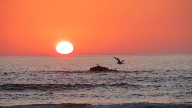 Bird sunset ocean mountain water free wallpaper - medium preview image