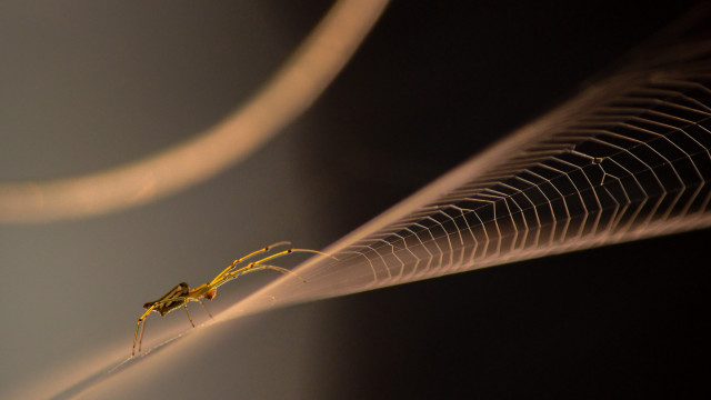 Yellow insect wire tail arabesque free wallpaper - medium preview image