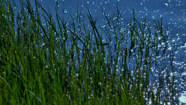 Grassy water bubbles blue sky free wallpaper - medium preview image