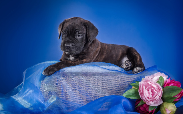 Puppy blue blanket pink flower free wallpaper - medium preview image