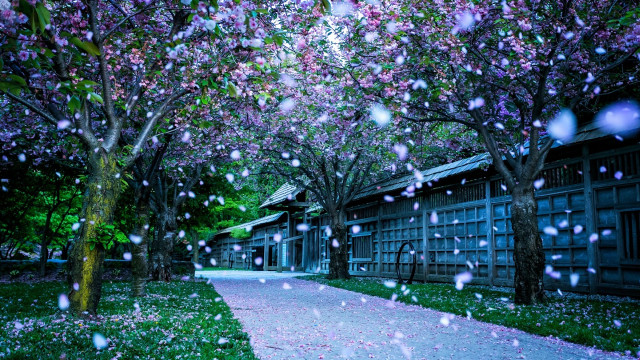 Walkway trees flowers rain building free wallpaper - medium preview image