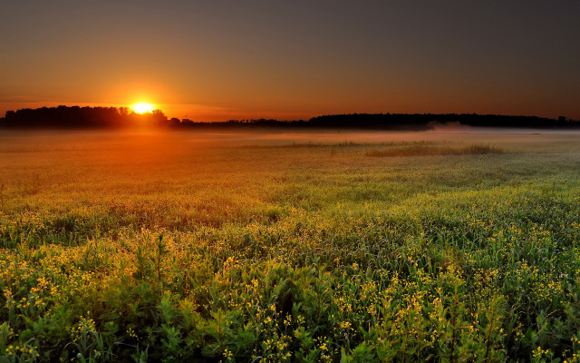 Sunset foggy field yellow flowers free wallpaper - medium preview image