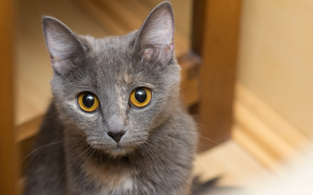Gray cat curious yellow eyes free wallpaper - medium preview image
