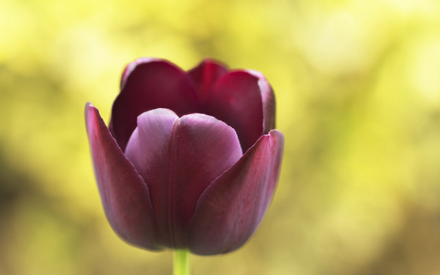 Purple tulip macro single stem free wallpaper - medium preview image