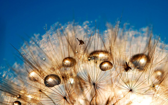 Dandelion seeds blowing blue sky free wallpaper - medium preview image