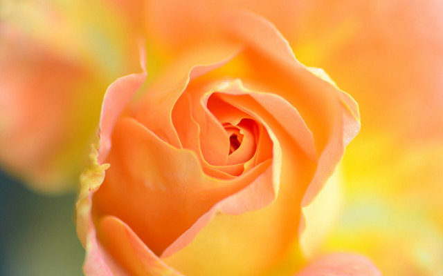 Yellow rose macro fire orange free wallpaper - medium preview image