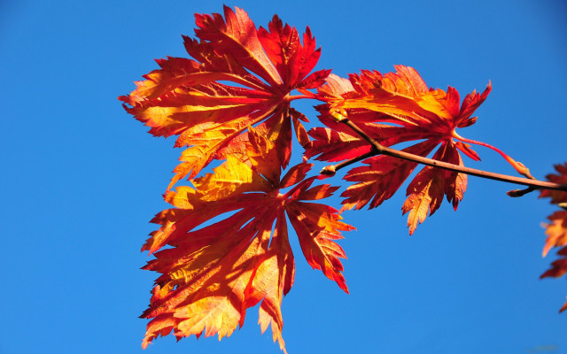 Autumn leaves blue sky puzzle free wallpaper - medium preview image