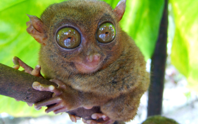 Small animal big eyes tree #2 free wallpaper - medium preview image