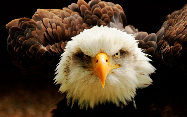 Bald eagle oversized realistic anger free wallpaper - medium preview image