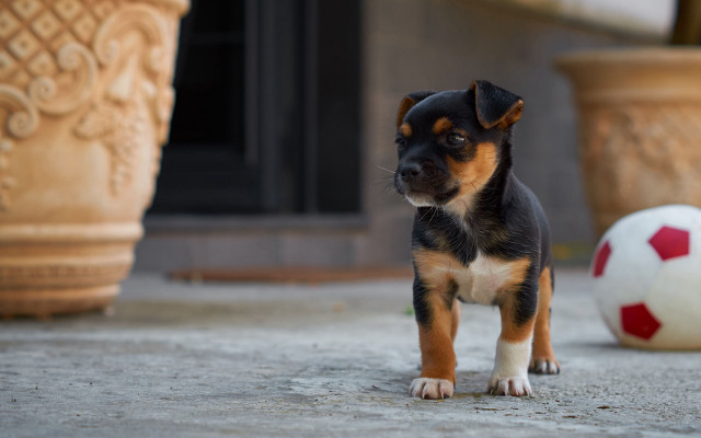 Small dog soccer ball building free wallpaper - medium preview image