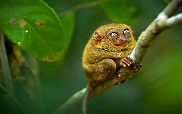 Small animal macro eyes dew free wallpaper - medium preview image