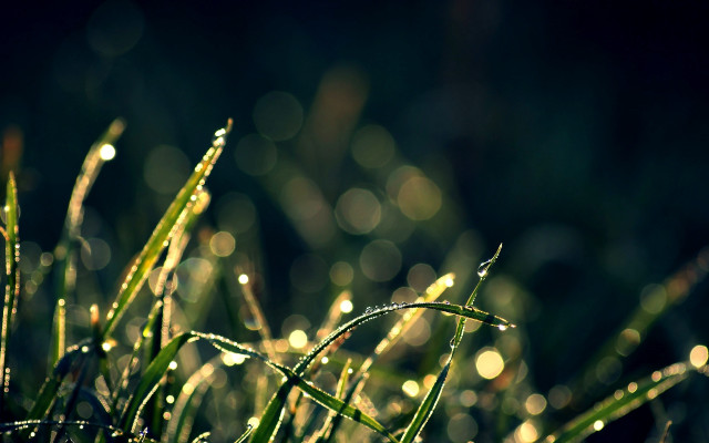Grass dew closeup bokeh christmas free wallpaper - medium preview image