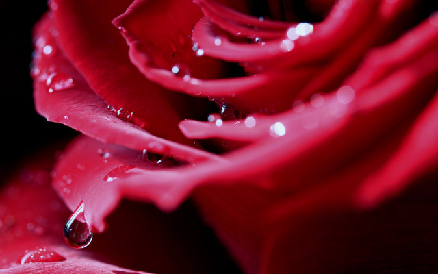 Red rose water droplets macro #2 free wallpaper - medium preview image