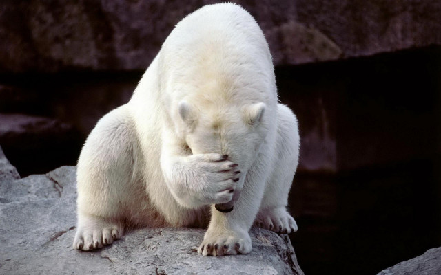 Polar bear rock furry art free wallpaper - medium preview image
