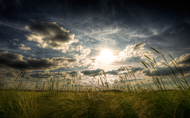 Field sunset horizon clouds grass free wallpaper - medium preview image