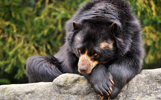 Black bear rock forest blurry free wallpaper - medium preview image