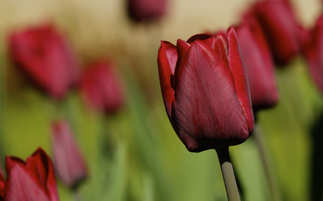 Red flower bokeh shallow depth free wallpaper - medium preview image
