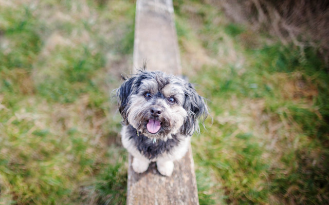 Dog standing wooden post grass free wallpaper - medium preview image