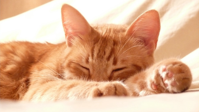 Sleeping cat orange pillow closed free wallpaper - medium preview image