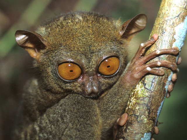 Small brown animal big eyes #2 free wallpaper - medium preview image
