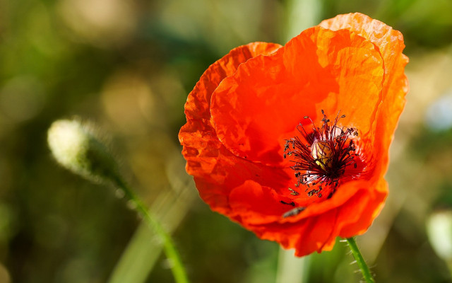 Flower bokeh macro sunset blurry free wallpaper - medium preview image