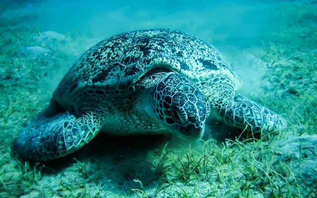 Turtle underwater glowing bubble coral free wallpaper - medium preview image
