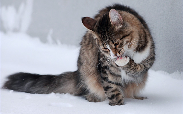 Cat playing snow tongue gray free wallpaper - medium preview image