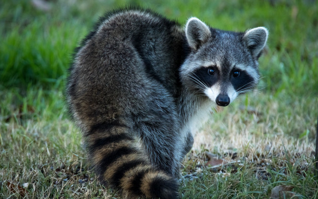Raccoon grass day blurry nature free wallpaper - medium preview image