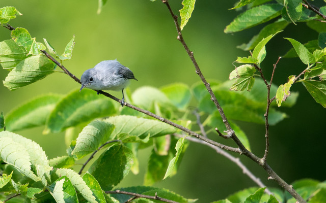 Blue bird branch green leaves #4 free wallpaper - medium preview image