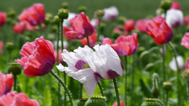 Pink flowers bokeh blurry impressionist free wallpaper - medium preview image
