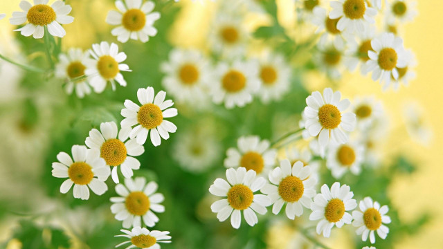 Daisies vase yellow background floral free wallpaper - medium preview image