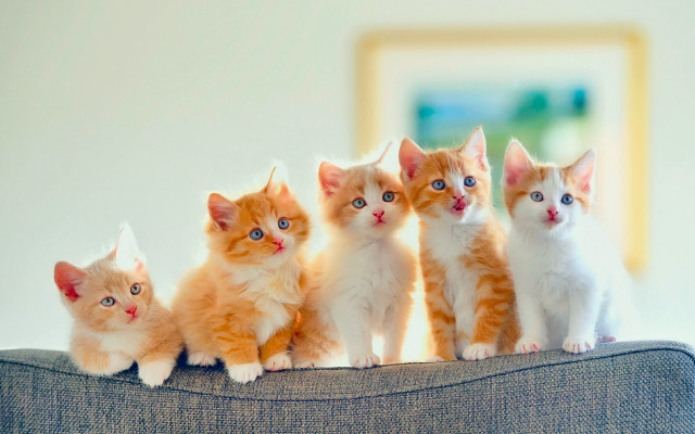 Kittens couch mirror rococo cute free wallpaper - medium preview image