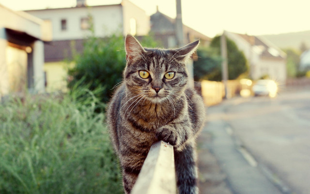 Cat glamor pose street background free wallpaper - medium preview image