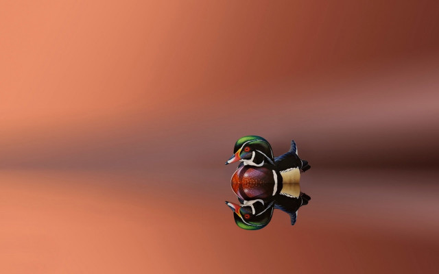 Turtle red brown symmetry airbrush free wallpaper - medium preview image